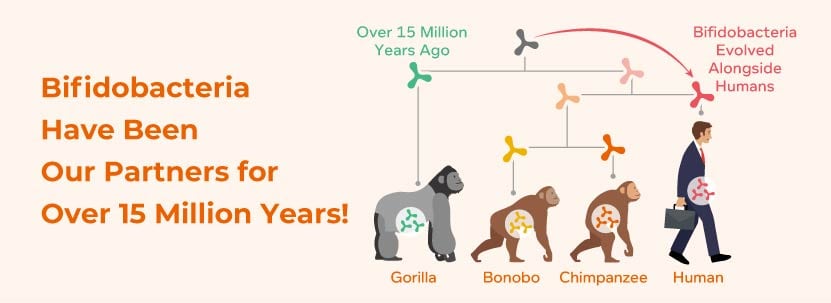 Bifidobacteria have been our partners for over 15 million years