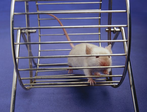 Mice study finds big glucose dose right after exercise beats smaller servings at intervals