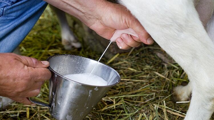 Balancing-the-microbiome-NZ-high-value-nutrition-funds-research-into-cow-s-milk-protein-for-gut-disorders.jpg
