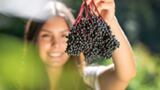 Black Elderberry extract inhibits the replication of SARS-CoV2 in vitro