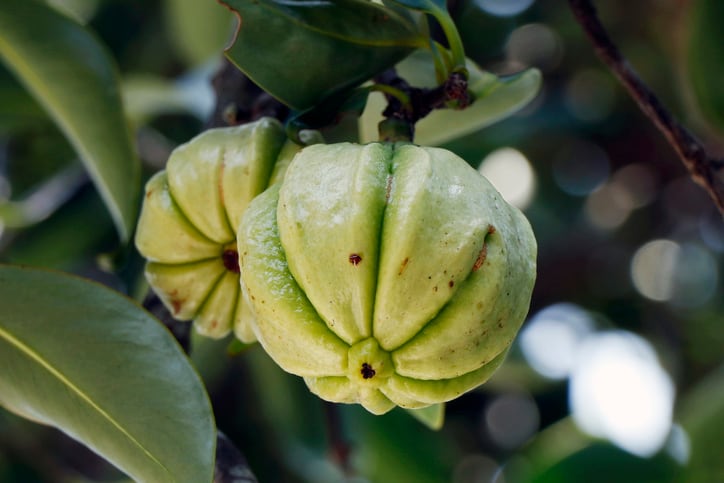 Australia-plans-to-add-liver-injury-warning-to-Garcinia-cambogia-products.jpg