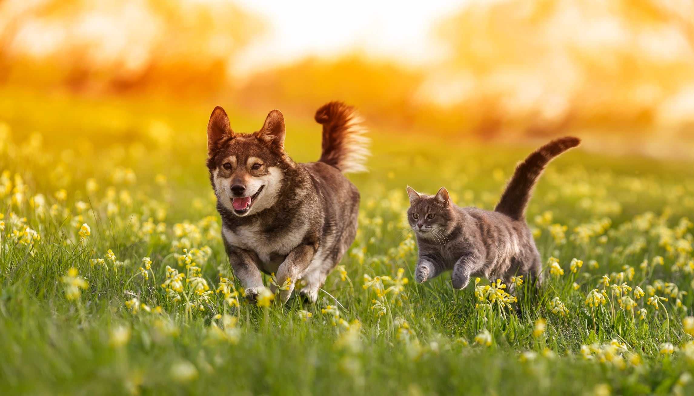 NOW-Pets-launches-joint-mobility-supplement-for-dogs-and-cats.jpg