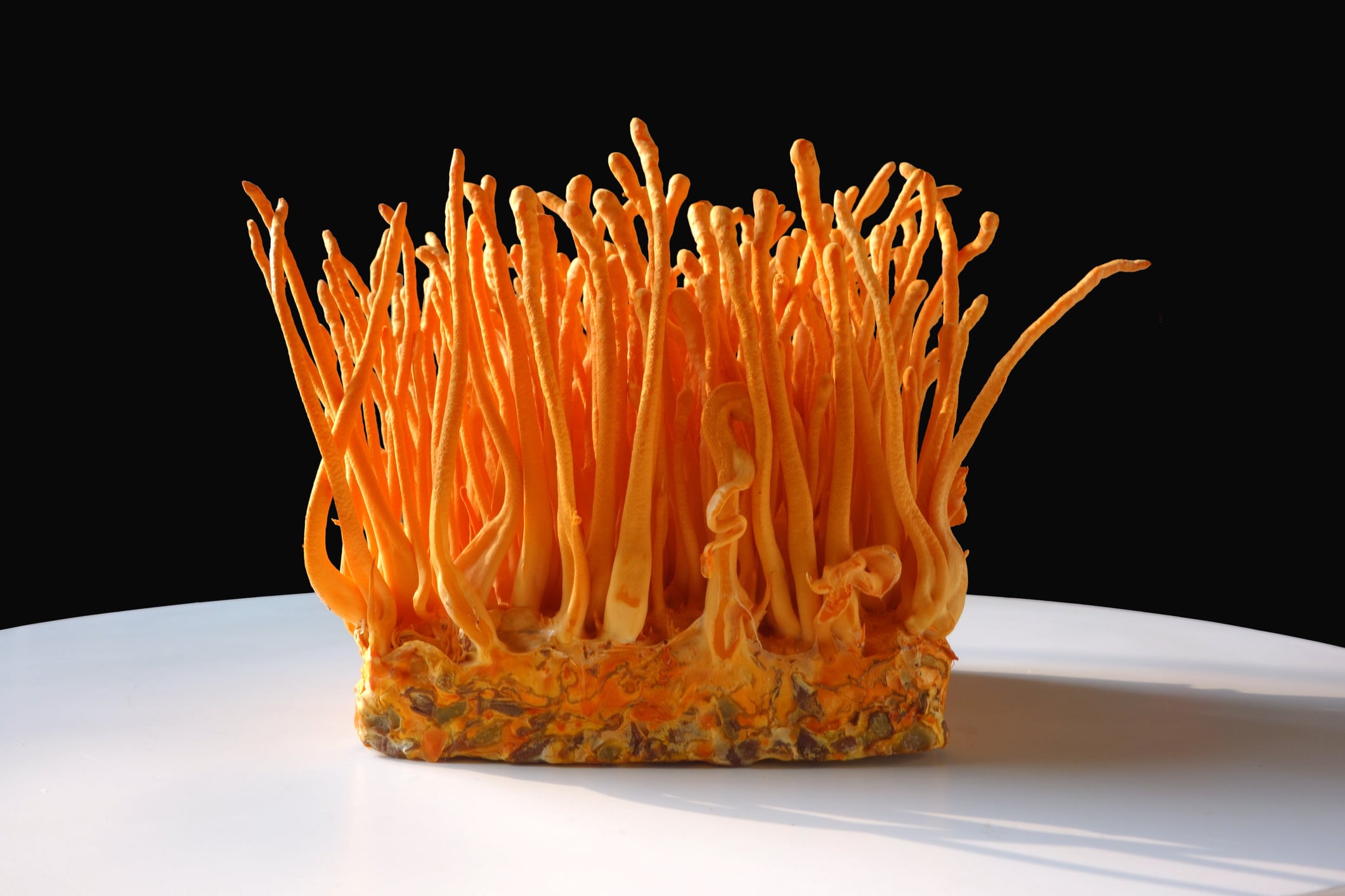 Cordyceps ‘boom’ on the horizon as novel food status of S. hepiali clarified