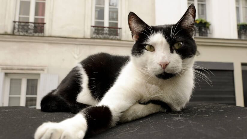Cat on a Paris rooftop