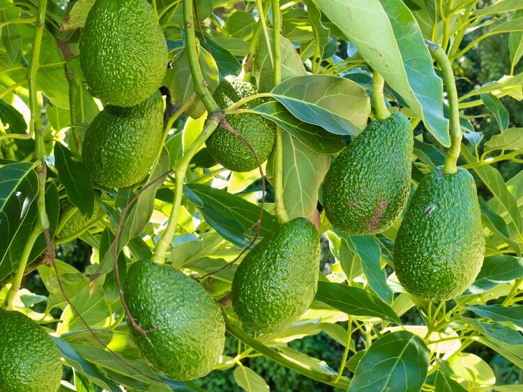 Mexico-avocado-leaves-antioxidant-phytochemicals-content.jpg