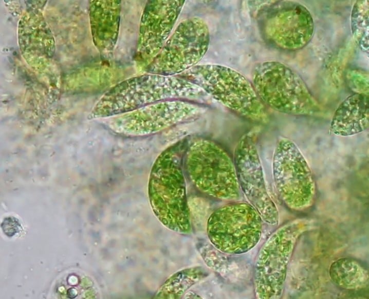 Danish start-up secures carbon capture funding for algae omega-3 products 