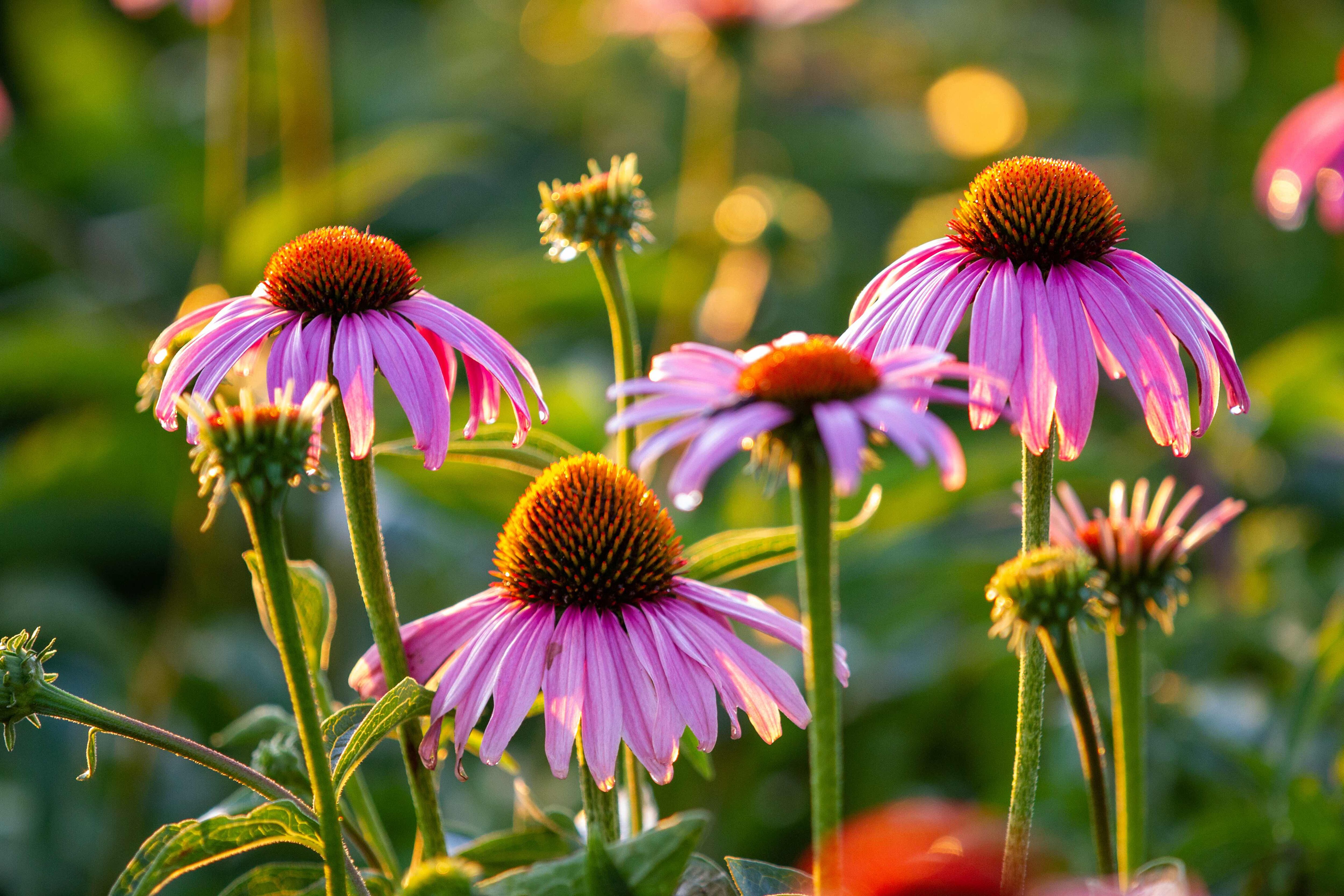 MartinBauer spreads supply chain risk with advent of US-cultivated echinacea