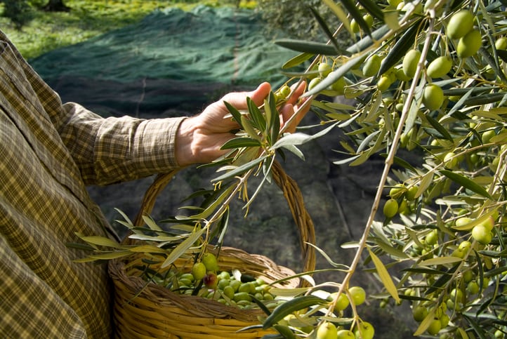 Olive-leaf-extract-can-relieve-severe-knee-pain-study-finds.jpg