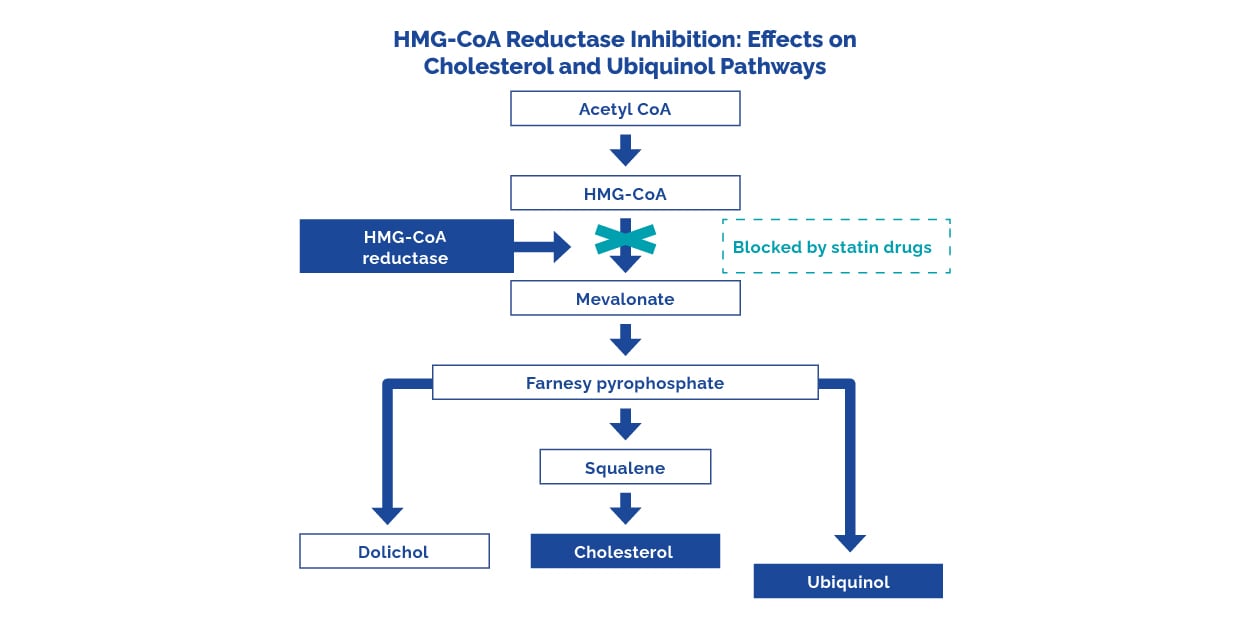HMG-CoA reductase inhibition: Effects on cholesterol and ubiquinol pathways