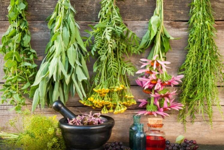 Biosyntia gains in-licensing rights to isoflavonoid range with Lantana deal