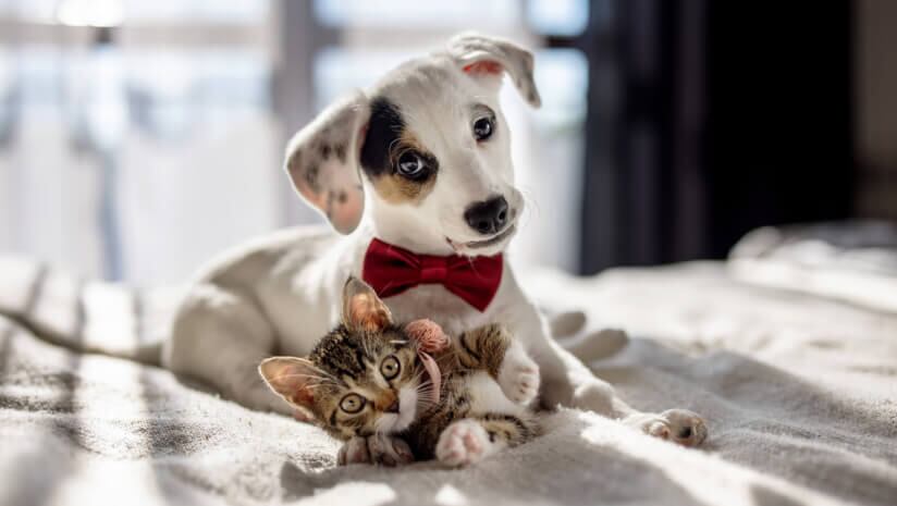 Pet owners are more focused on preventative approaches that can help support their pets’ long-term health and wellbeing and are seeking science-backed solutions.