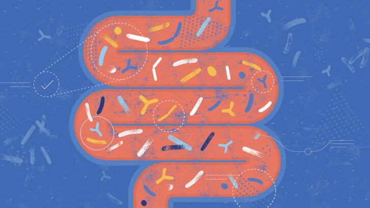 Fucosyllactose prebiotic may protect intestines from injury: Mouse data