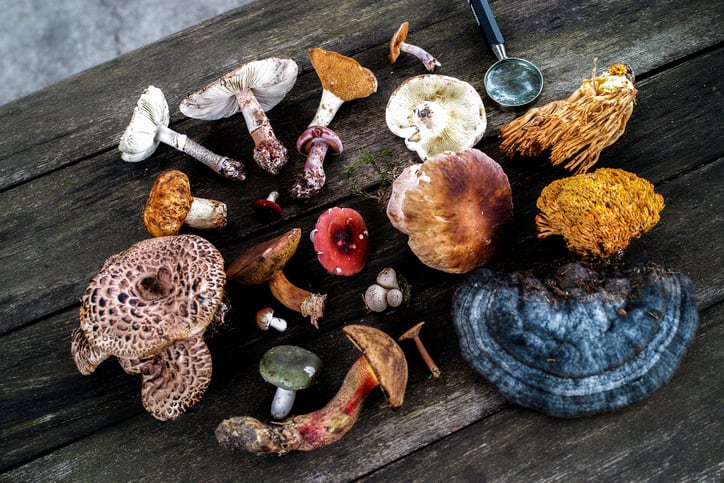 Fungi ingredients shaping up to be big winners in 2020, market snapshot reveals