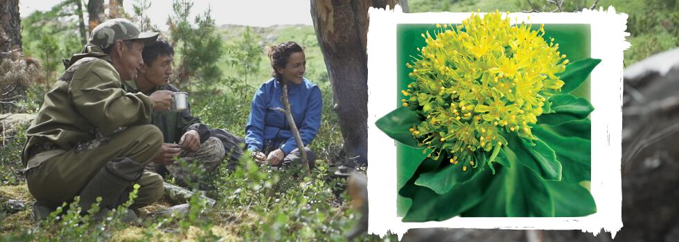Adapting-to-a-new-normal-Rhodiola-perfectly-placed-to-help-adjust-through-a-health-crisis.png