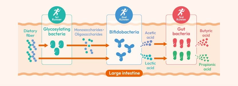 Bifidobacteria in the large intestine