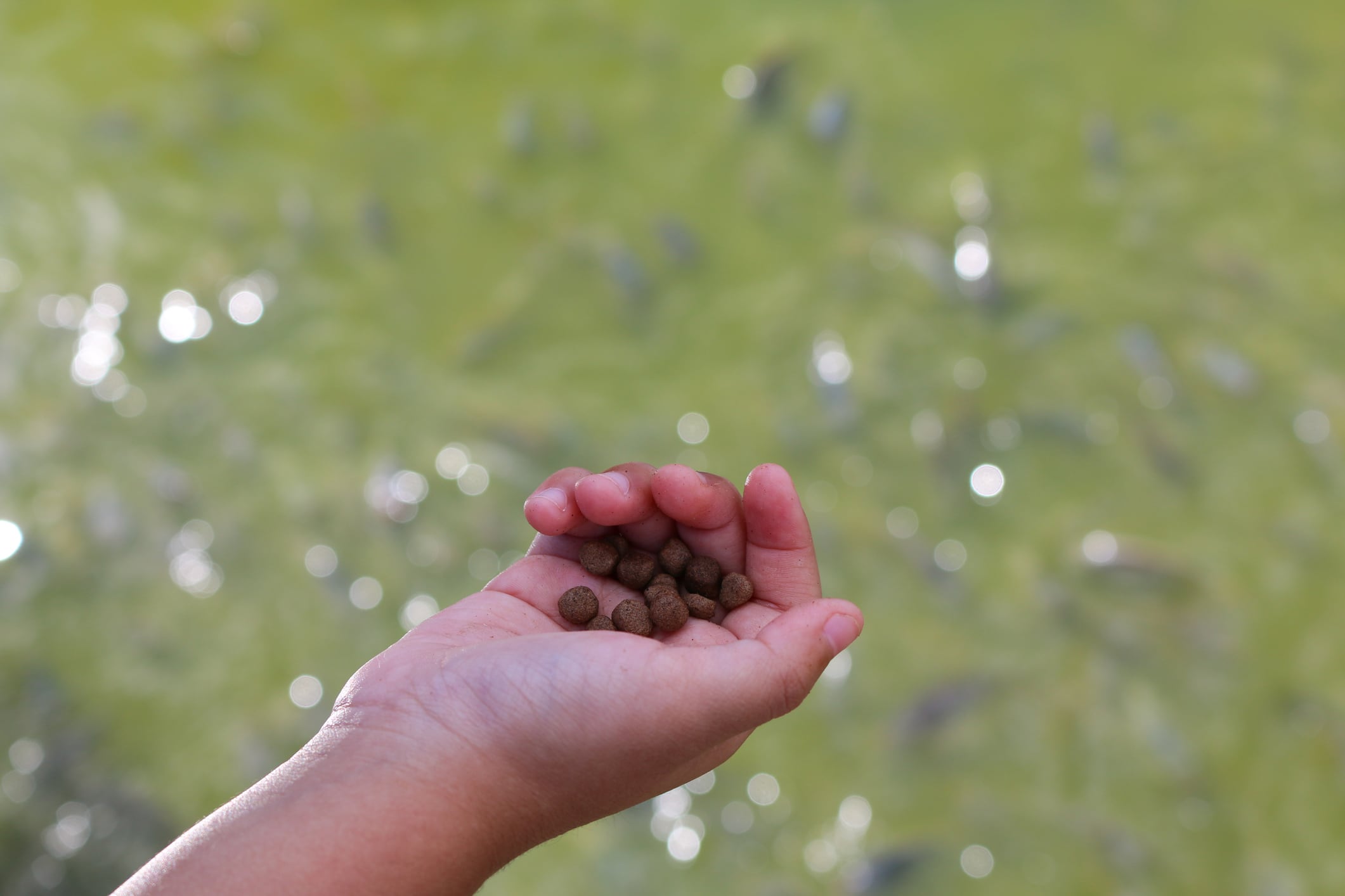 BioMar reveals ultra-precise DNA testing tech for marine ingredients