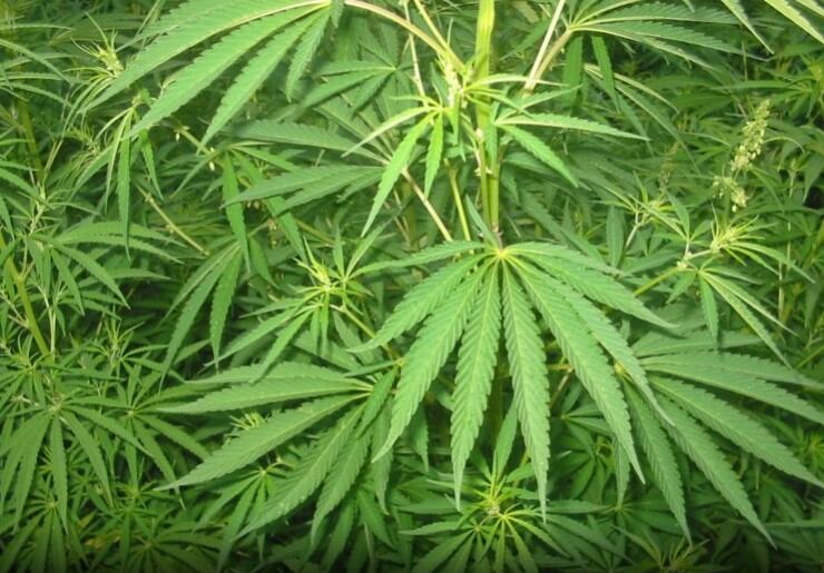 Folium Biosciences becomes latest US firm to submit CBD Novel Food application in UK