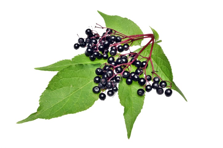 Elderberry demand continues; so does adulteration