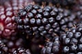 Boysenberry and apple: Potent fruit anthocyanins to support lung immunity and aid in airway tissue repair