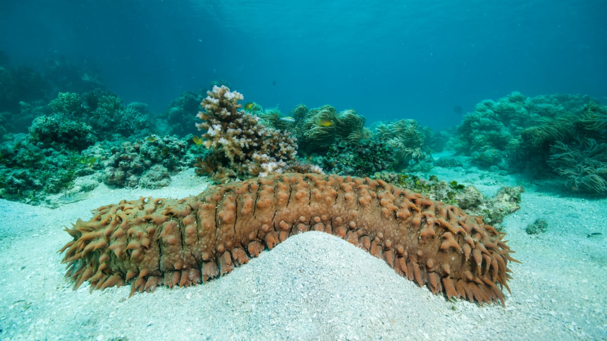 Seeking more studies of sea cucumbers to help fulfil functional potential: Indonesian academics