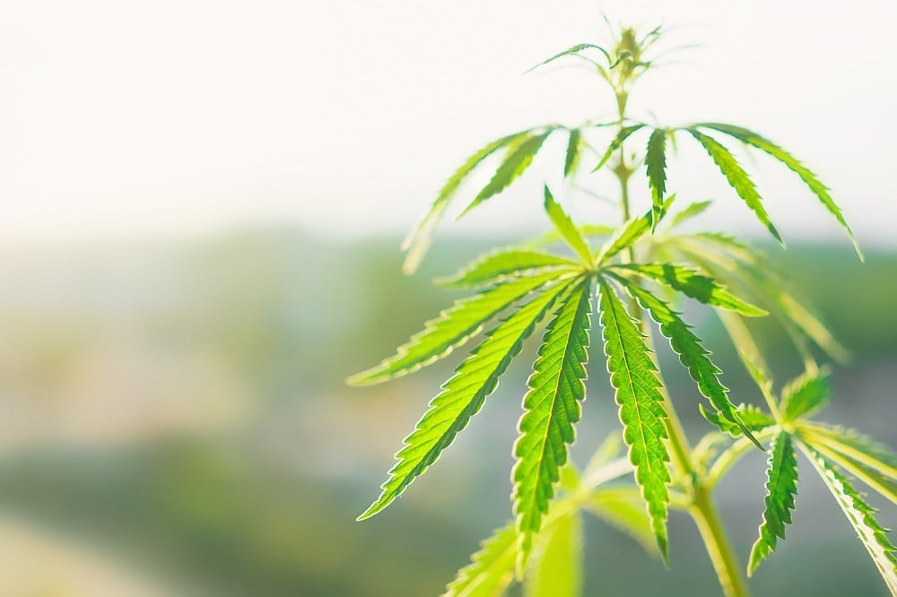‘An advance beyond just CBD’: Geocann launches CBG formulations