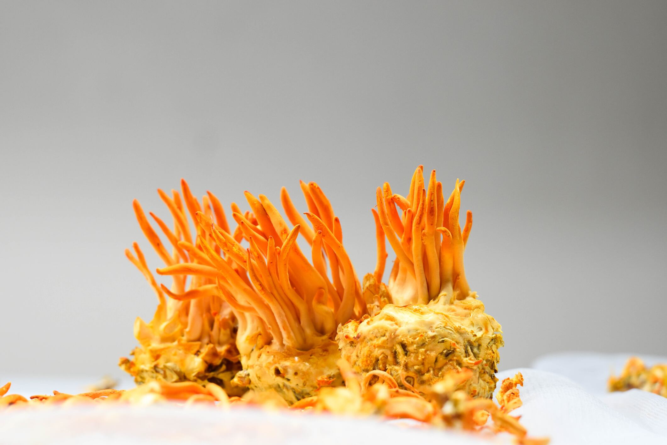 Cordyceps-supports-iron-levels-and-muscle-health-in-runners.jpg