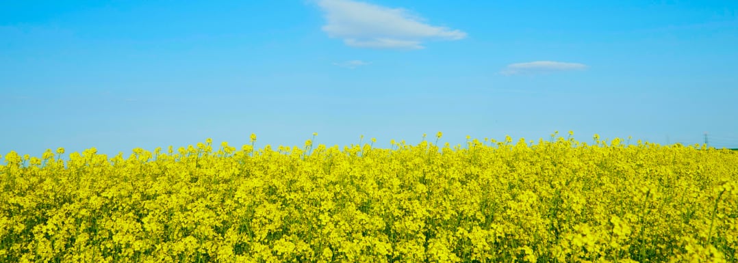 Canola-DHA-provides-an-original-plant-based-omega-3-with-health-benefits.jpg
