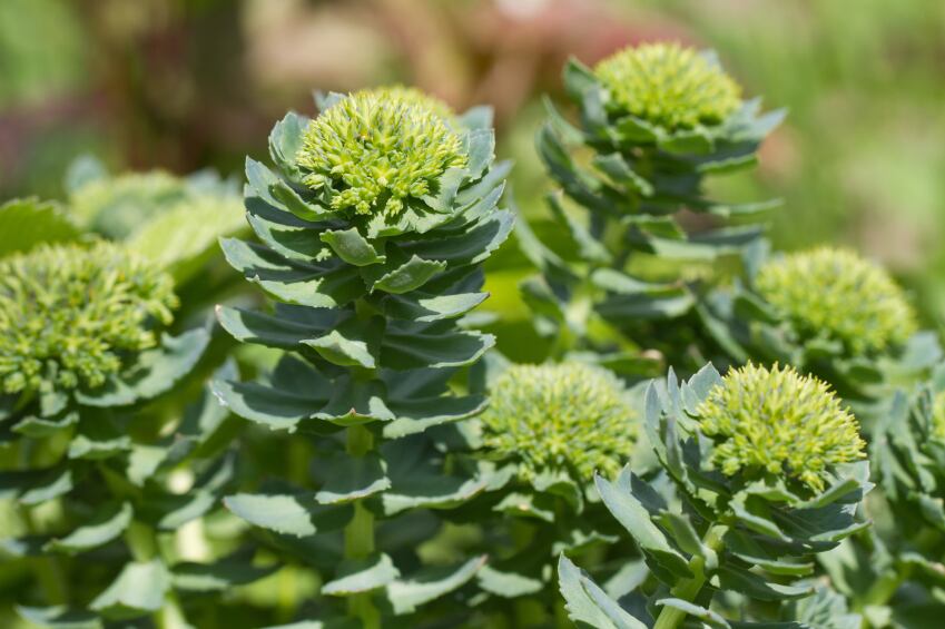 Rhodiola-rosea-Golden-Root-herbal-botanical-traditional-iStock.com-ALLEKO.jpg