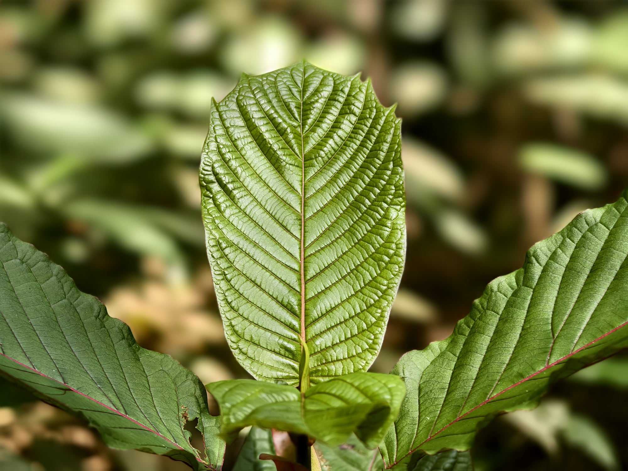 Kratom wants to keep out of the US government’s war on opioids