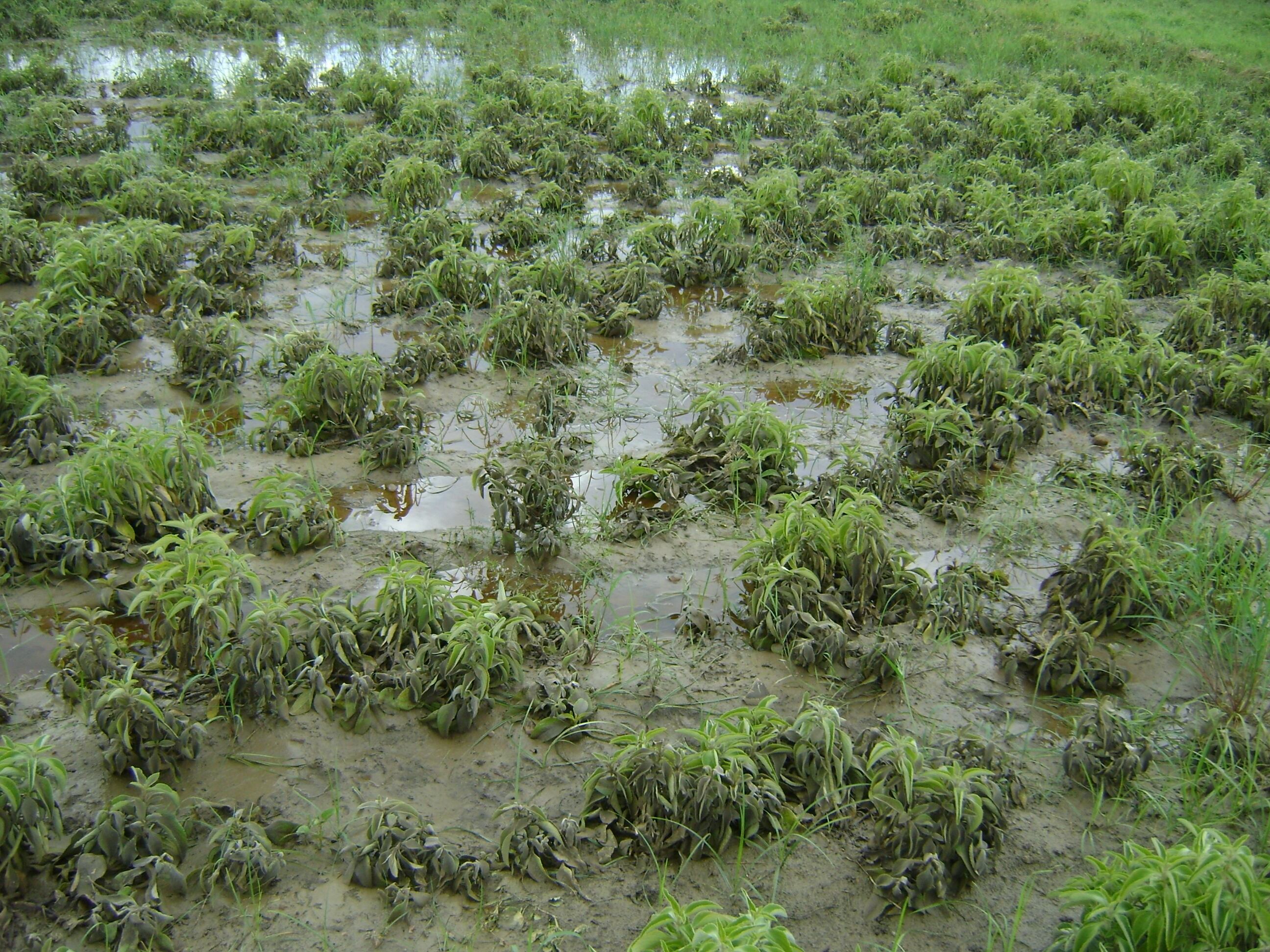 A flooded field of Coleus plants