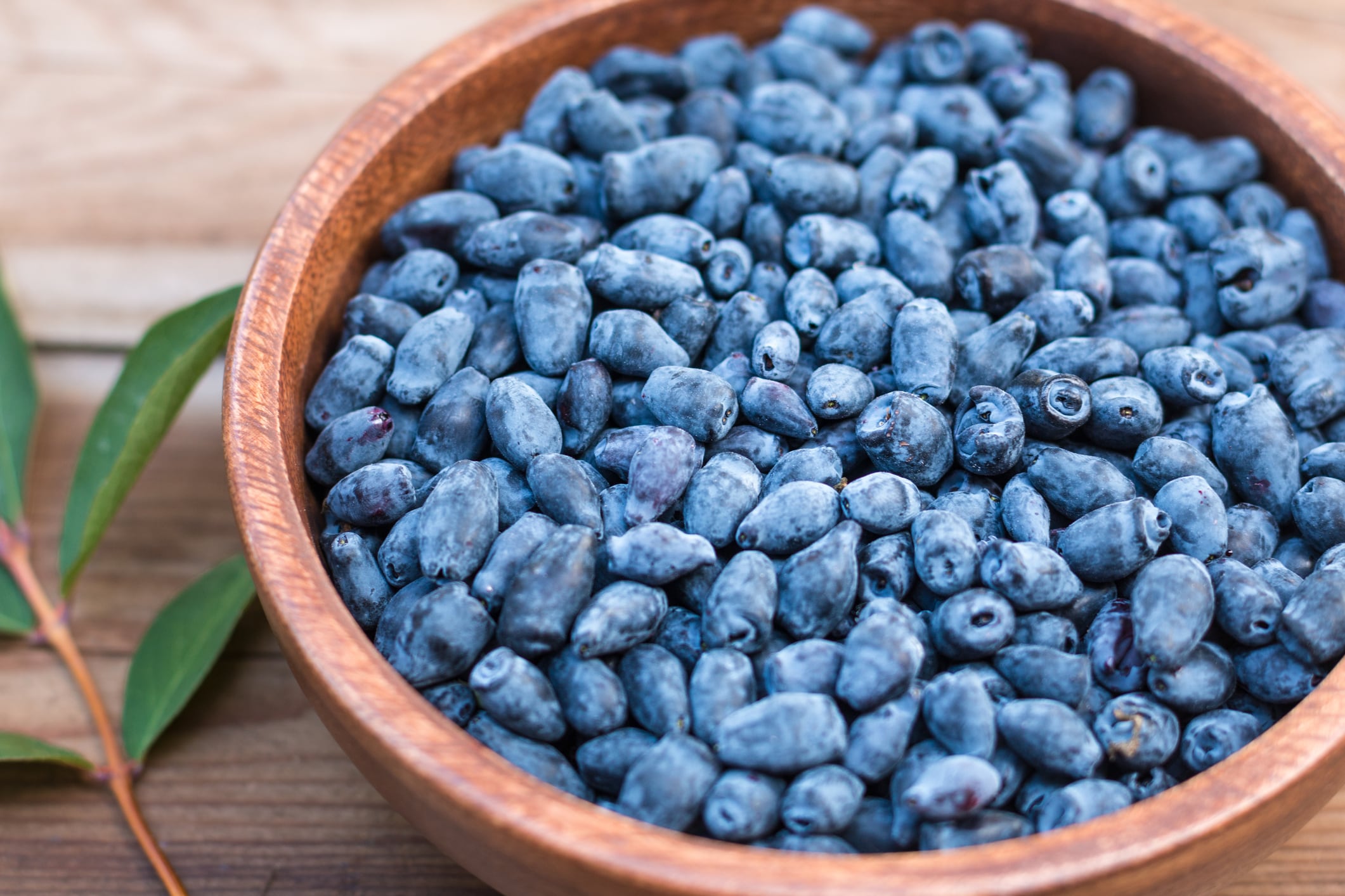 Unexplored-Could-haskap-berries-improve-blood-pressure-and-memory-in-older-adults.jpg