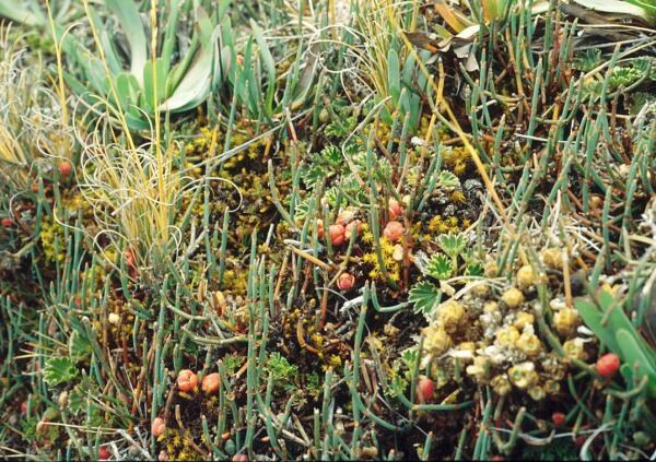 Ephedra_americana.jpg