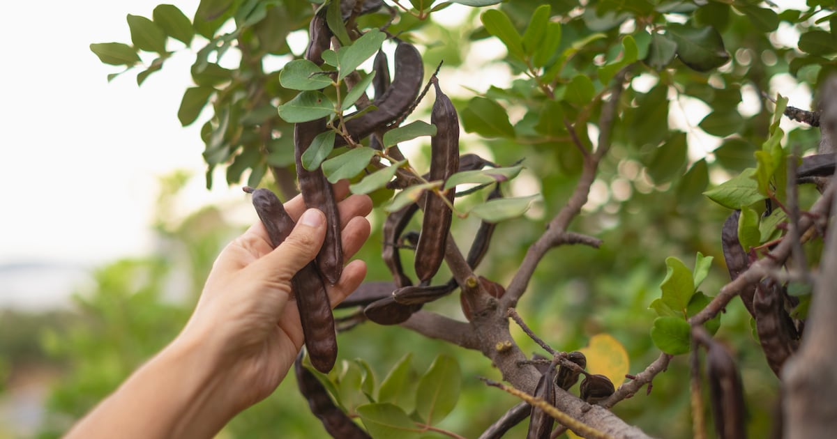 Nexira goes straight to the source with acquisition of carob specialist Keragum