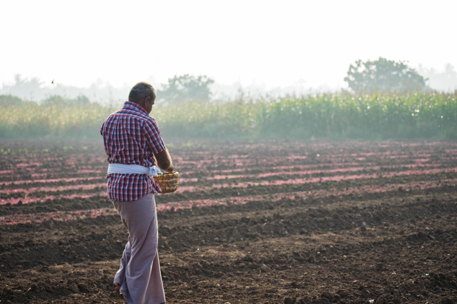 Arjuna-Confirms-Origin-Cultivated-Amaranth-Supply.jpg