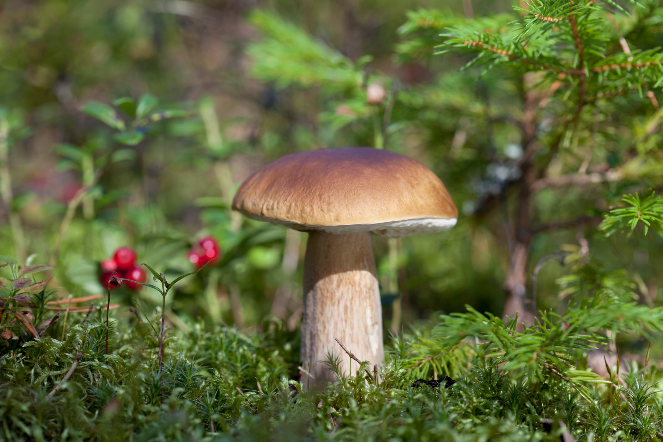 Porcini mushroom growing in the forrest