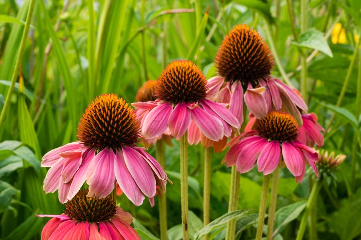 BAPP Bulletin puts echinacea adulteration under the microscope