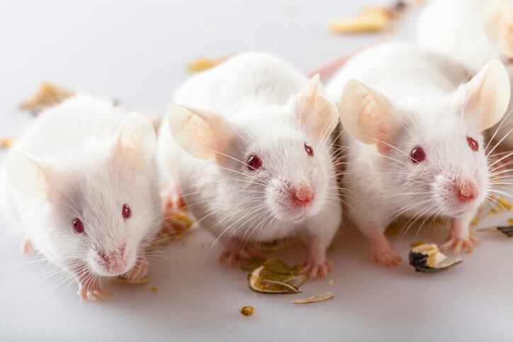 Mice study finds low fiber diet impairs cognition