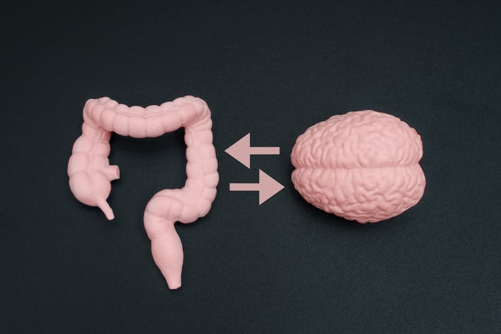 Researchers linked soluble corn fiber consumption to improved attentional inhibition and changes in the gut microbiome.