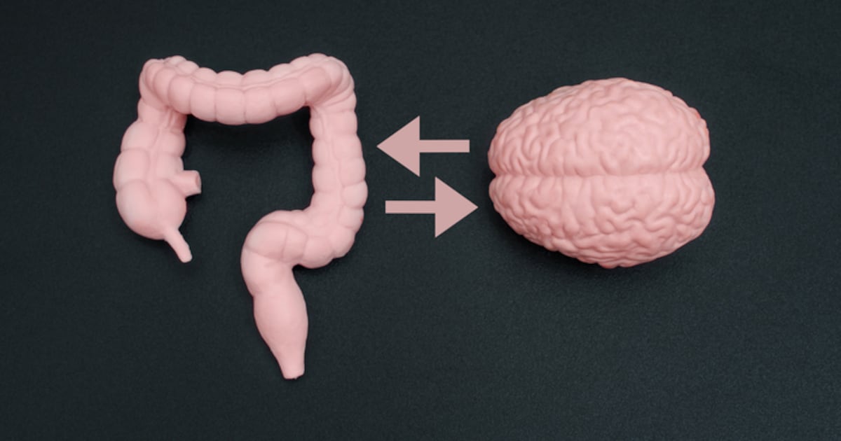 Can soluble corn fiber support cognitive function? Study points to gut-brain link