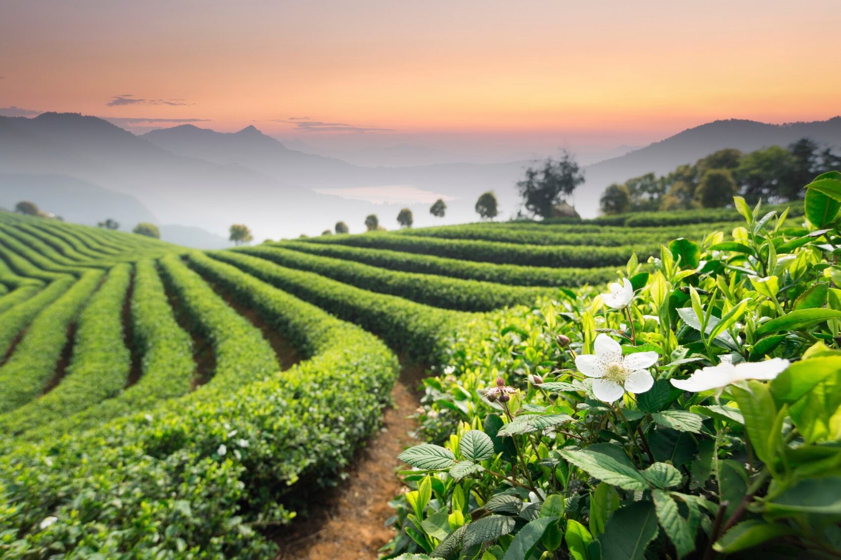 tea-plantations.jpg