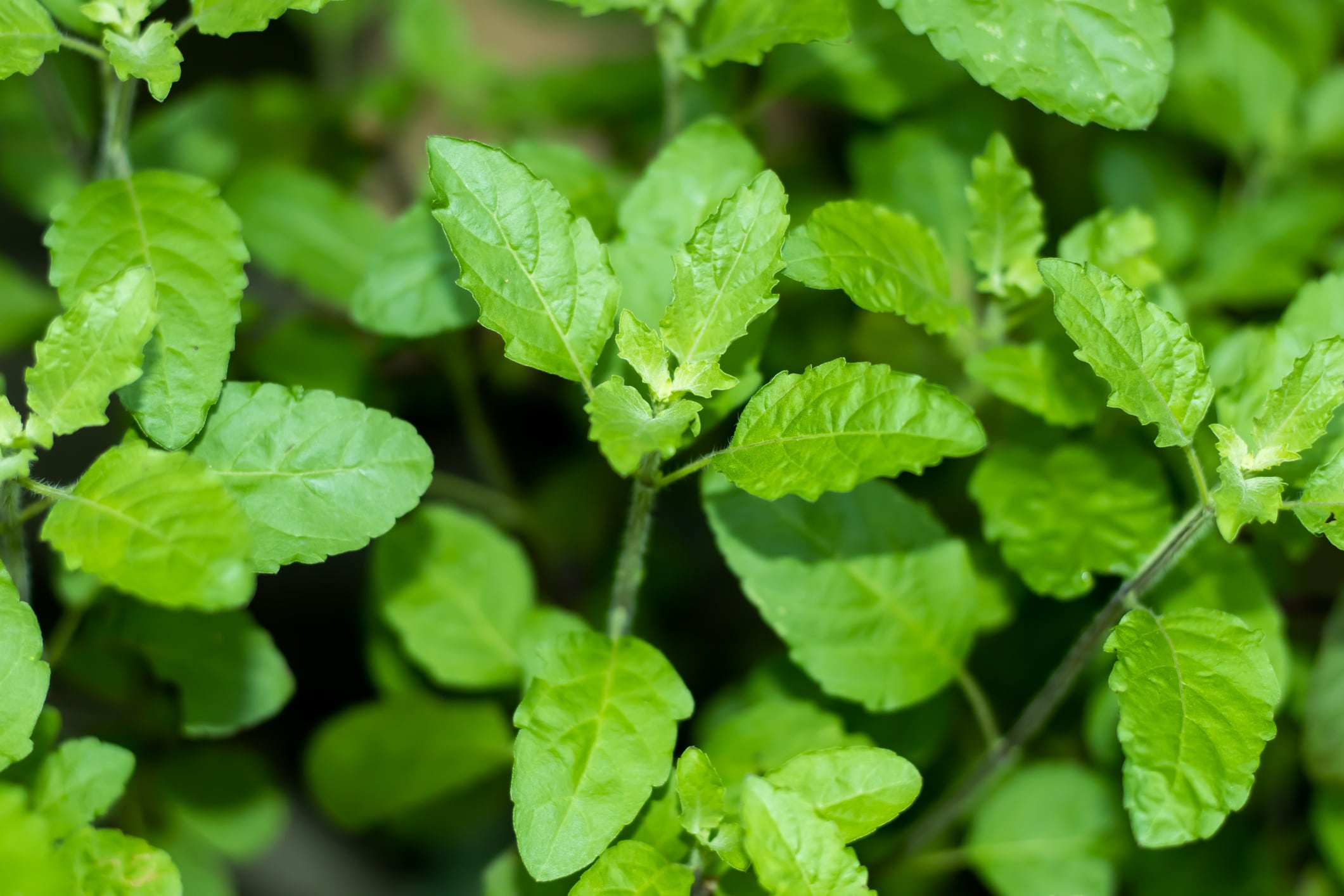 Low dose Holy Basil may reduce stress, improve sleep: Study