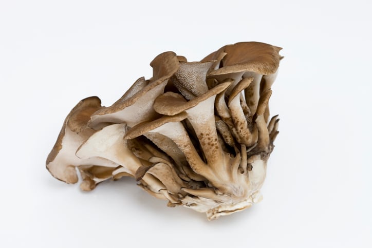 Unibar launches mushroom extract for immune support 