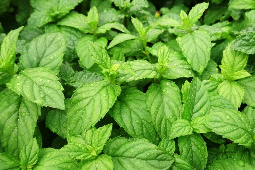 Peppermint-essential-oil-leads-the-botanicals-pack-for-IBS-help-Meta-analysis.jpg