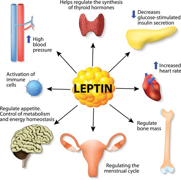 A diagram of leptin's effects on the human endocrine system.