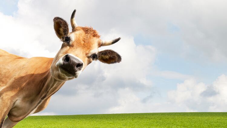 Better for body? Conventional red meat better source of essential proteins than plant-based analogues – RCT, experts