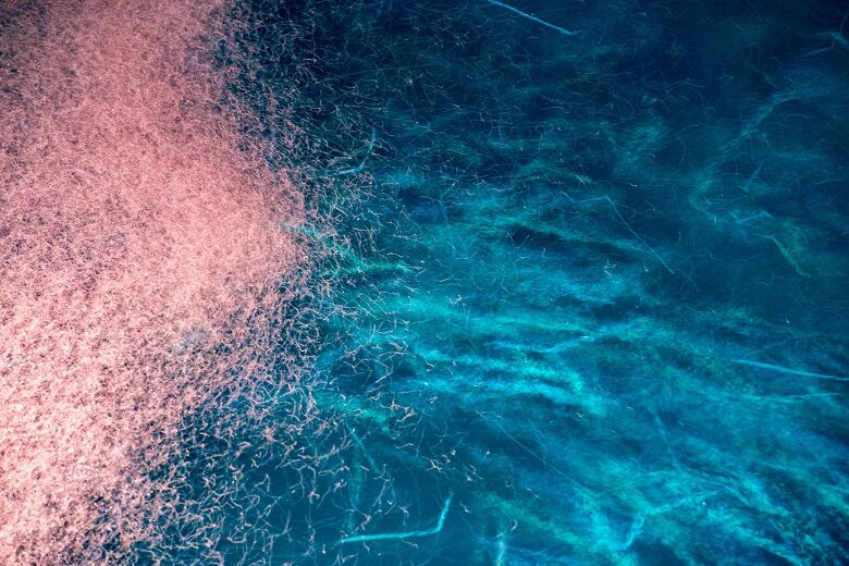 Aker Biomarine talks sustainability and science