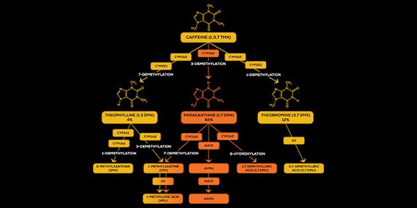 Caffeine metabolite breakdown