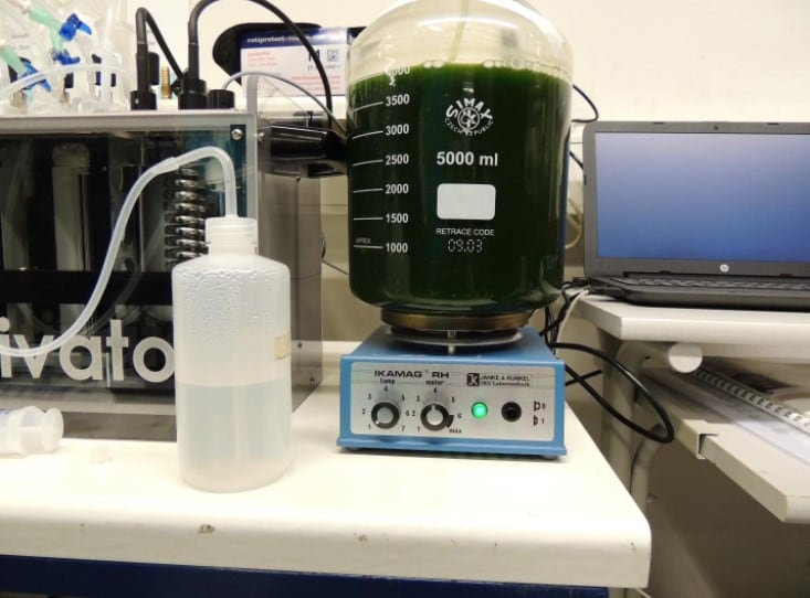 Chlorella-2.jpg