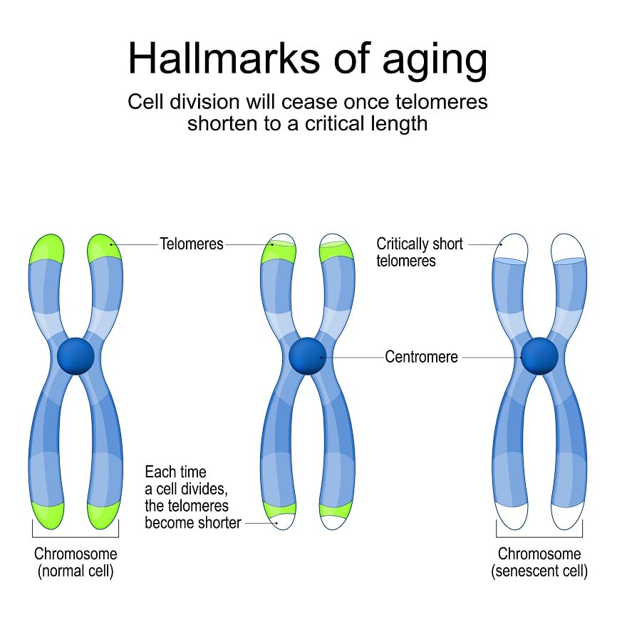 Telomeres-Aging-C-ttsz-Getty-Images.jpg