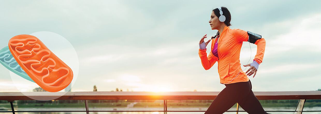 Mitochondrial health and ubiquinol: A foundation for nutraceutical innovation